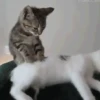 Gatos 10