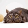 GATO 13