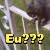 Memes Animados 12