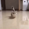 Gatos 8