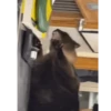 Cat Meme 2025 27