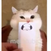 Gatinho 5