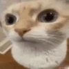 Memes De Gatos Animados 🗿 12