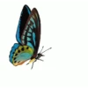 MARIPOSAS ANIMADAS 29