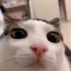 Memes De Gatos Animados 🗿 7