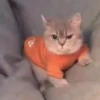 Gatitos lindos 3.0 - anubiss 21