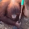 Monos changuitos 2 🦧🐒🦍 29