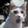 MICHIS PAL CHAT 🤣 9