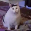 Cat Meme 2025 18