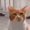 Cat Meme 2025 9