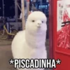 GIFs Pets Fofos Memes 2 🐾 24