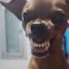 🎵 TIKTOKeando 17🎵 26