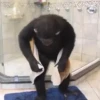 Monos changuitos 2 🦧🐒🦍 25
