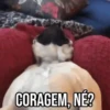 GIFs Pets Fofos Memes 🐾 29