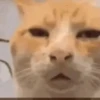 Gatos que viraram Memes 🐈😁 21