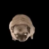 Animalitos de Tiktok 🤑😾 5