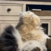 Gatos funny Cats 😹🐈🐈‍⬛ 15