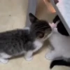 Gatinhos 14