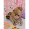 Monos 7