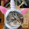 ❀ᮬ🐱⣧ ᩡᩡ Gatitos!©️Pochis 7