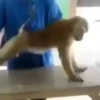 Macacos animados/monkeys🐒 9