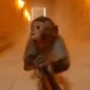 Monos Videos 2 20