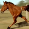 Spinning horse fat horse 🐴 5