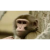 Macaco fumando 5