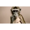Macaco fumando 11