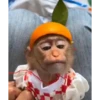 Monos 23