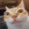 GATITOS 🐱❤️🥰 9