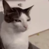 Meme Kucing Viral 🐱 6