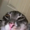 Meme kucing bergerak 😺 5