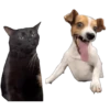 Meme Kucing Viral 🐱 7