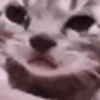Gatos animados  14
