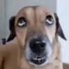 Perros para el chat 🤣🐕 7