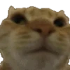 Meme Kucing Viral 🐱 24
