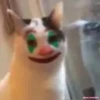Memes De Gatos Animados 🗿 5