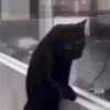 Gatinhos 🐾🐾🐾🐾🐾🐾 12