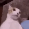 GIFs de Gatos Reações 2 🐱 19