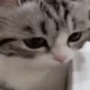 ✨️ Michis Animados Random 🐈🐈‍⬛ 14