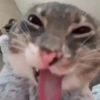 Gatos que viraram Memes 🐈😁 16