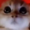 Gatitos lindos 3.0 - anubiss 30