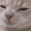 MICHIS PAL CHAT 🤣 5