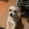 Doguinhos Engraçados 9