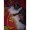 Memes De Gatos Animados 🗿 16