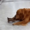 Funny memes 🐶🐱 5