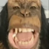 🦧Monkeys🦍Monos🐒Changos 8