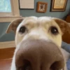 GIFs de Cachorros Reações 🐶 25