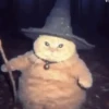 🐱 Cheeseball | The Wizard Cat 21